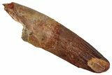 Fossil Spinosaurus Tooth - Feeding Worn Tip #353069-1